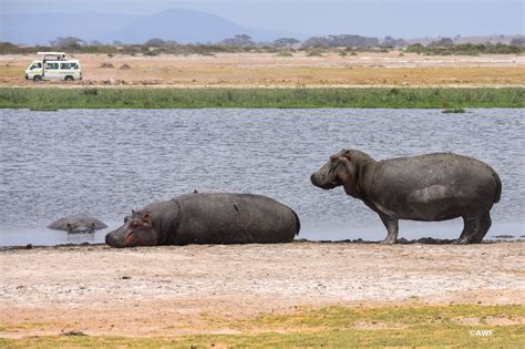 World Hippopotamus Day: Protecting Africa's Iconic Giants | African