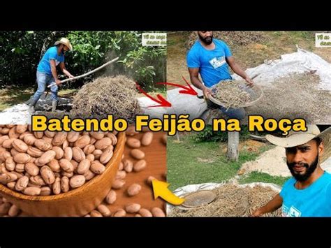 A vida na roça como batemos feijão aqui na roça rotina do sítio YouTube