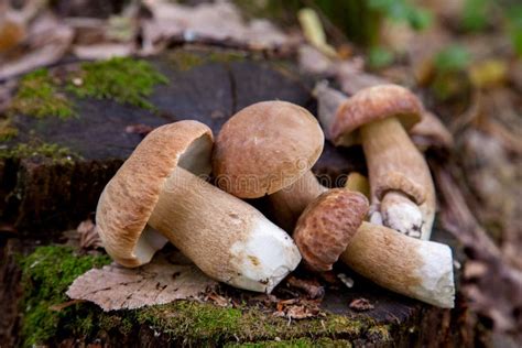 Several Boletus Mushroom In The Wild Porcini Mushroom Boletus Aereus