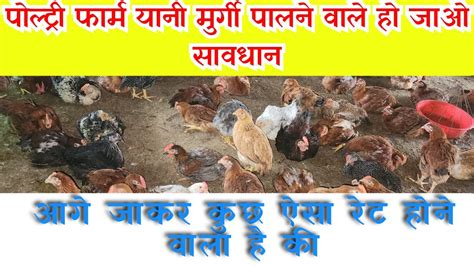 Today Poultry Rate Poultry Farming 2023 Broiler Chicken