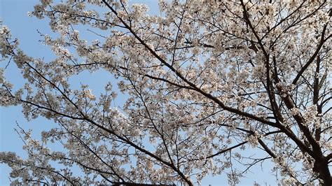 Cherry Blossom Naked Trees Free Photo On Pixabay Pixabay