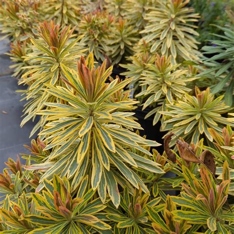 Euphorbia Ascot Rainbow Little Leaves And A Nursery