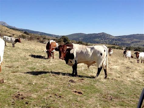 Raza Bovina Berrenda En Colorado