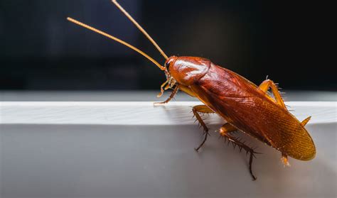 How To Identify The Early Signs Of A Cockroach Infestation Safe