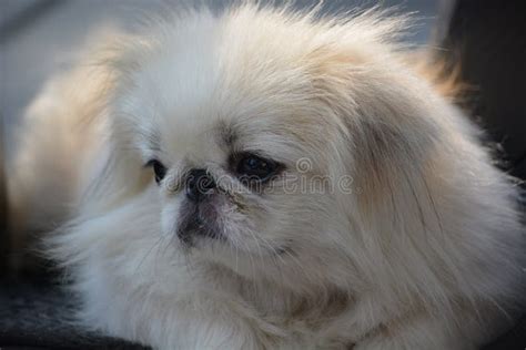 Closeup Photo Of White Pekingese Dog Stock Image Image Of Laying