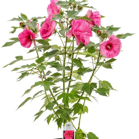 Proven Winners Gal Summerific Evening Rose Perennial Hibiscus Rose