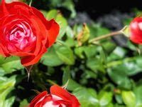 12 Red Rose Bush Varieties ideas | rose bush, rose varieties, rose