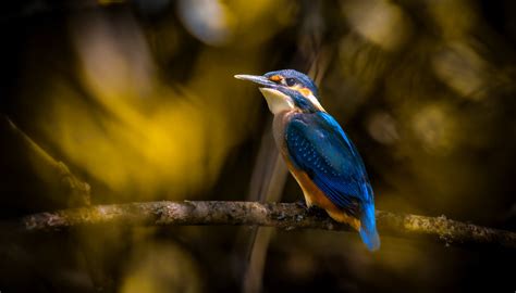 Eisvogel Versteckt Sitzt Der Eisvogel Im Ge St Einer Weide Flickr