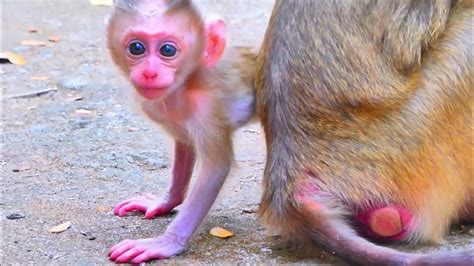 Cute Baby Monkey Best Moment Of New Mother Training Her Tiny Monkey