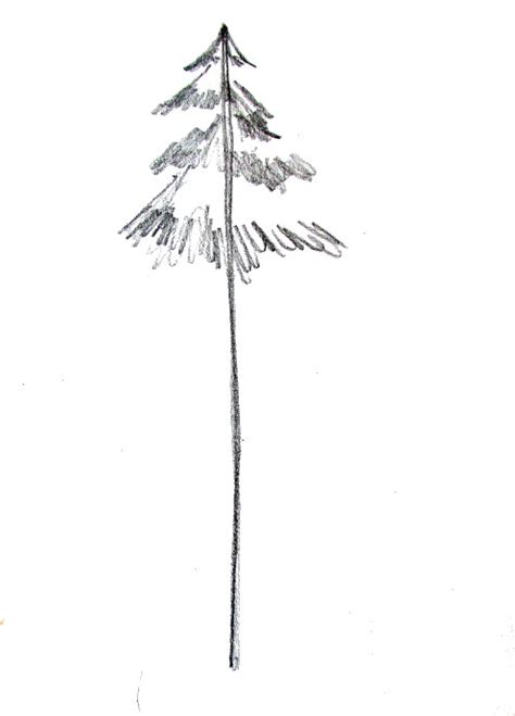 Simple Pine Tree Drawing At Paintingvalley Explore Collection Of