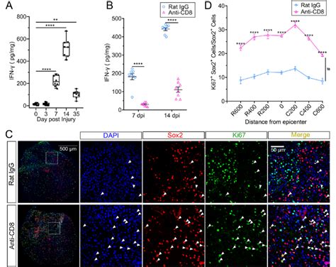 CD8 T Cells Inhibited NSC Proliferation In Vivo A Elisa Analysis