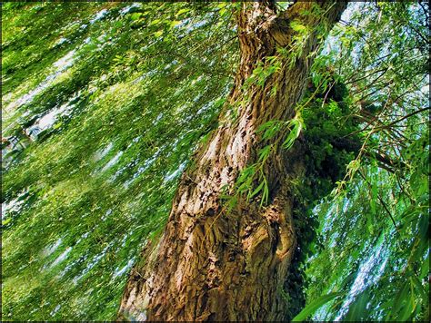 Weeping Willow Weeping Willow Tina Negus Flickr