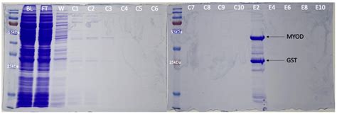 Trouble Separating PreScission Protease Cleaved Protein From GST Tag