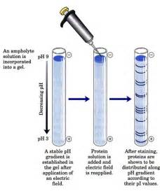 Which Technique Would You Use To Separate Proteins By Charge