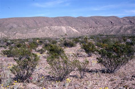 Chisos Mountains hedgehog cactus: Federal & State Listed Plants of Texas