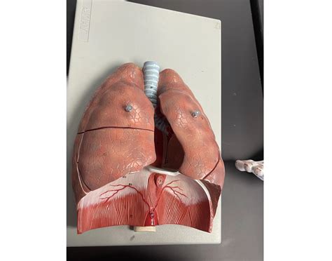 Lobes And Fissures Of The Lungs Quiz