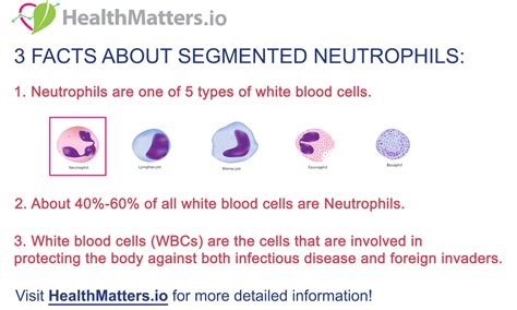 Segmented Neutrophils 3 Quick Facts