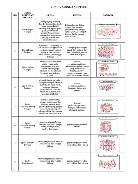 Jenis Jaringan Epitel Pdf