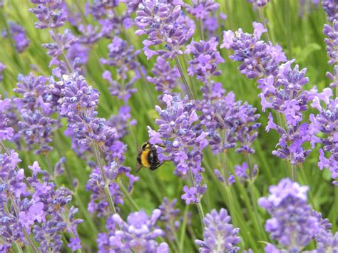 2560x1440 wallpaper | bumble bee on lavender | Peakpx