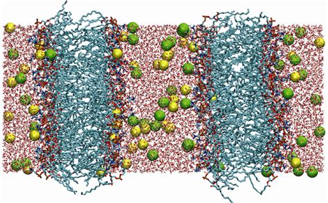 1 Initial Structure Of A Double Bilayer System With A Charge Imbalance