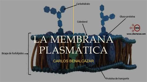 La Membrana Plasmática Celular Biología Celular PPT