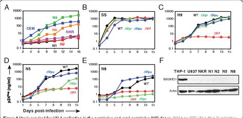 Figure 1 From CEM NKR T Cells Human CD4 Evidence For Vpr Dependent HIV