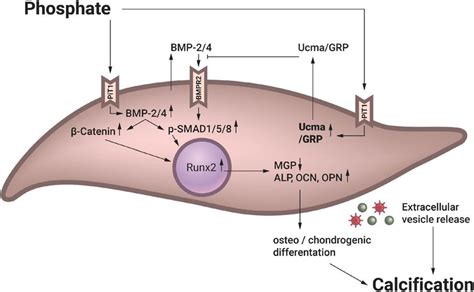 Proposed Model Of The Protective Effect Of Ucma Grp In Calcifying