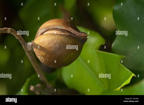 Macadamia Queensland Nut Macadamia Ternifolia Ripe Nut On A Tree