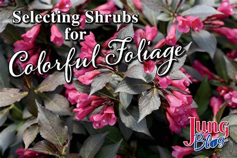 Shrubs for Colorful Foliage | Jung Seed Gardening Blog