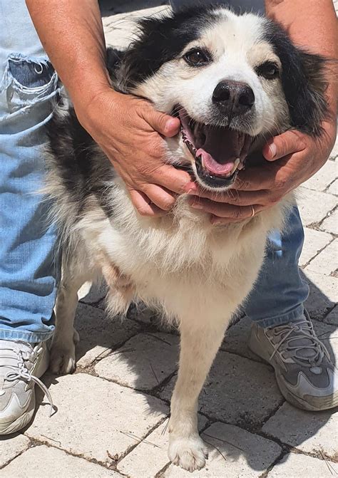 Cane Meticcio In Adozione A Genova Liguria Macchia Adozione Del Cuore