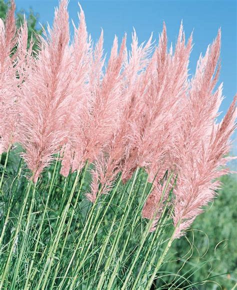 Pampas Grass Seeds | Cortaderia selloana | Ornamental Grass Seeds