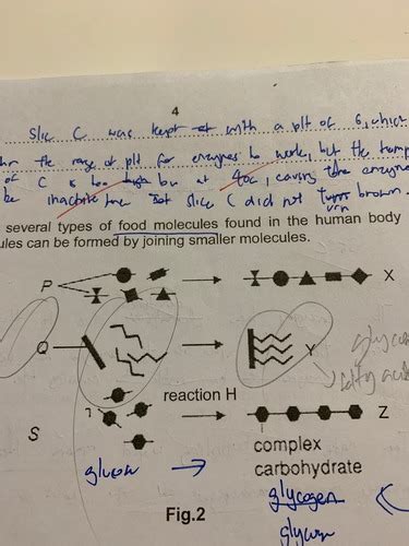 Biological Molecules Flashcards Quizlet