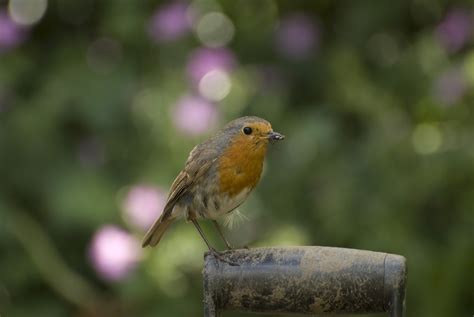 robin redbreast Free Photo Download | FreeImages