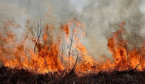 Por qué hay incendios forestales en la Argentina responsables y soluciones