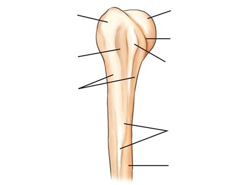 Proximal Humerus Diagram | Quizlet