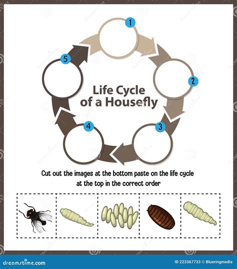 Housefly Life Cycle Vector Illustration | CartoonDealer.com #217478232