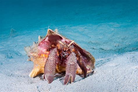 Giant Hermit Crab Photograph By Andrew J Martinez Pixels