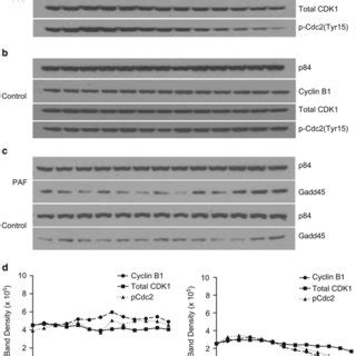 Paf Disrupts Cell Cycle Progression Hmc Cells Were Treated With