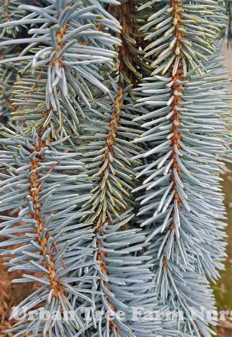 Picea pungens 'The Blues' | Urban Tree Farm Nursery