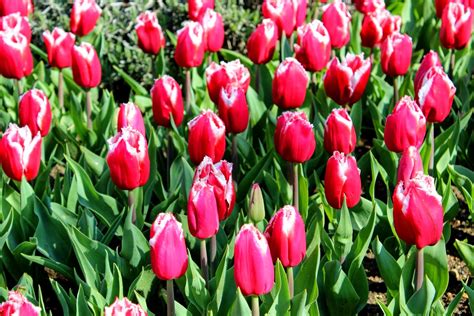 Here and There: Traditional Tulips of Turkey