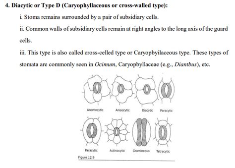 Types of stomata – PLANT STOMATA ENCYCLOPEDIA