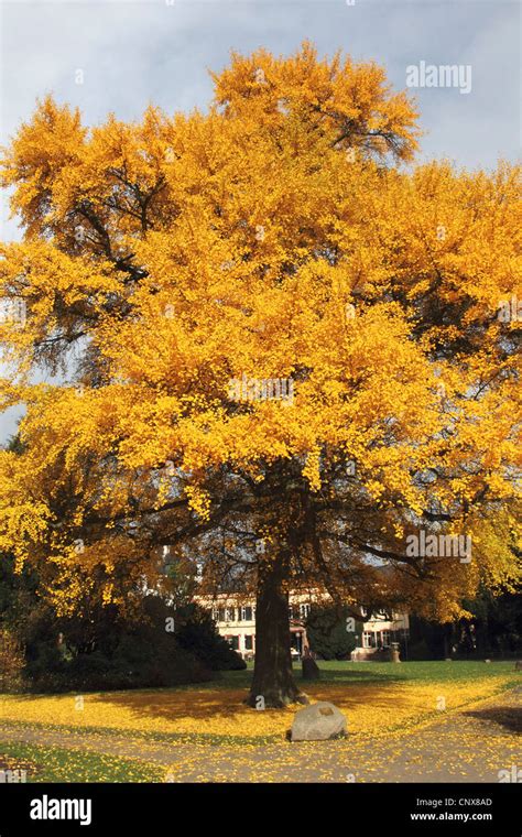 Maidenhair tree árbol de ginkgo Árbol Ginko árbol de ginkgo Ginkgo