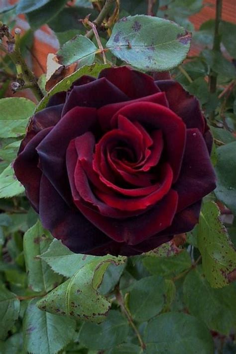 Rose Rosa Black Magic In The Roses Database