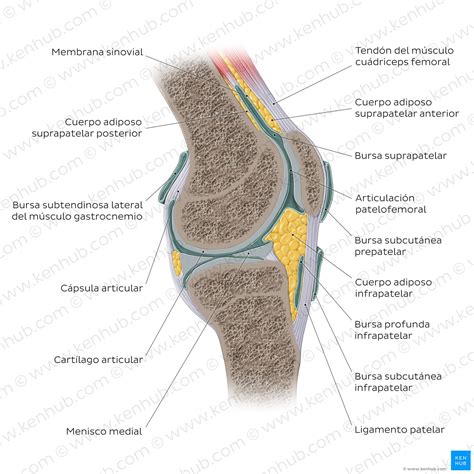 Rodilla Y Pierna Anatomía Completa Huesos Músculos Kenhub