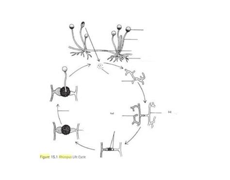 Rhizopus Life Cycle Diagram