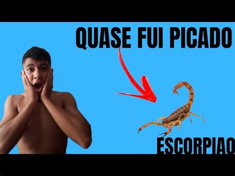 Por Pouco N O Fui Picado Por Um Escorpi O Que Tava No Sof Youtube