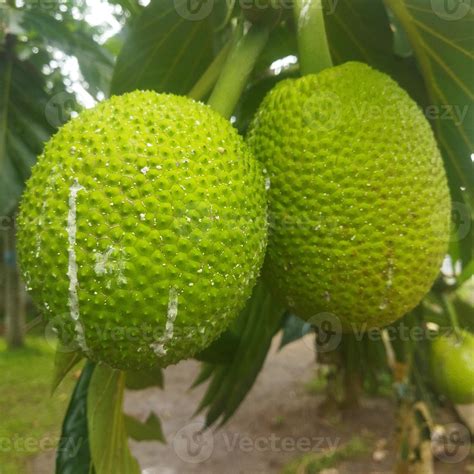 Artocarpus altilis in the garden 16343264 Stock Photo at Vecteezy