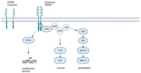 Fgfr Chromosome