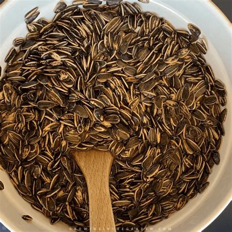 How To Grow Harvest And Roast Edible Sunflower Seeds Growing In The