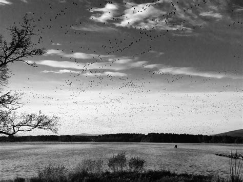 Aberdeenshire Bird Tours - Bespoke Birdwatching Tours